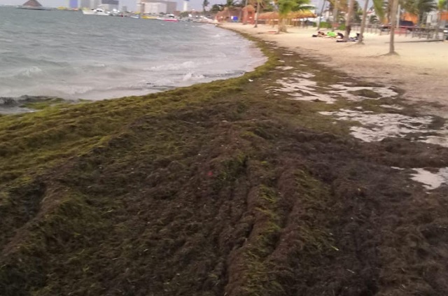 Cancún: temen mucho sargazo, piden mejor control por tecnología
