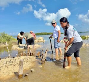 Punta Sur, un laboratorio viviente para la restauración del manglar