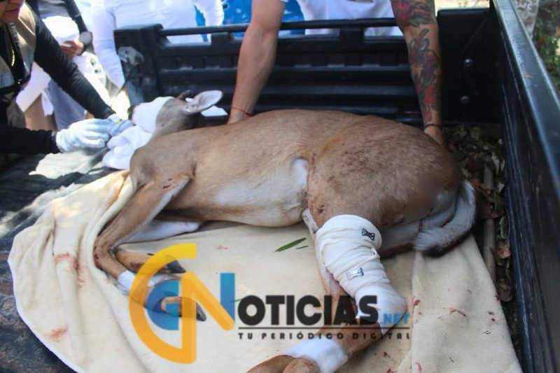Rescatan a Venado Atropellado en la Carretera Federal 307