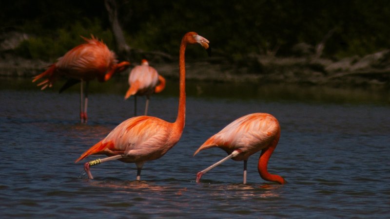 Retorna flamenco caribeño con marcaje DXZZ a Punta Sur después de dos años de ausencia: FPMC