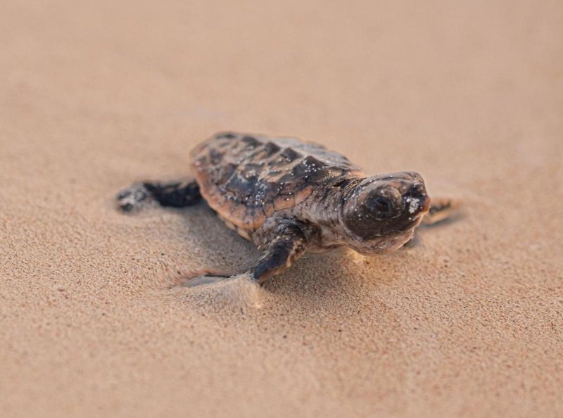 Se registra la primera eclosión de tortugas marinas en la temporada 2025 en Punta Sur