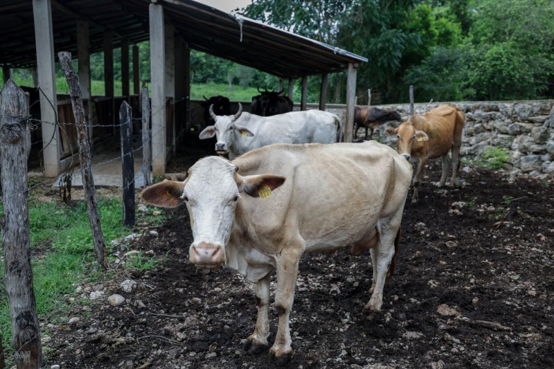 Yucatán refuerza acciones para control del gusano barrenador