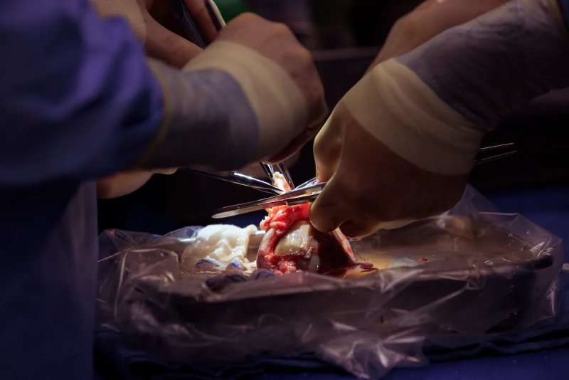 Técnicas como la edición genética CRISPR ya hacen posibles supervivencias cercanas al año, algo