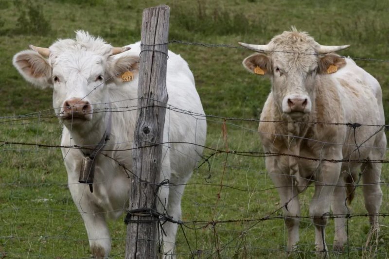 Agricultura asegura que España está en "alerta" por el virus shamonda pero pide "calma"