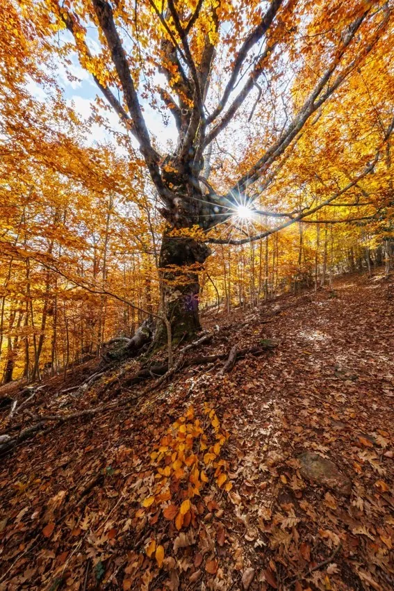 Bosques mágicos para visitar en otoño a una hora de Madrid: rutas de cuento entre robles centenarios, hayas de cuento y arces de Montpellier