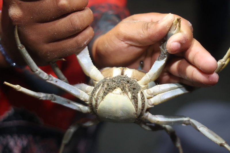 Concluye con éxito jornada de protección y rescate del cangrejo azul en Isla Mujeres