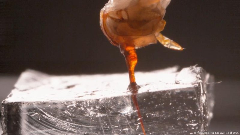 Por primera vez podemos ver cómo clava su aguijón una abeja y es tan fascinante como inquietante
