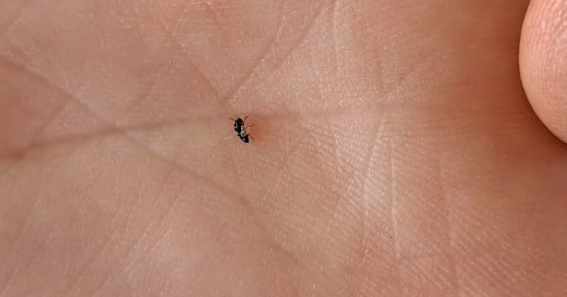 Qué es el “culicoides”, el insecto que mide solo 2 milímetros y es el encargado de propagar el virus Shamonda